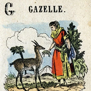 Abecedary. Letter G like Gazelle. Small encyclopedic alphabet, popular series