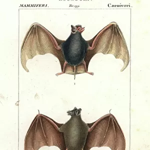 Emballonuridae Collection: Egyptian Tomb Bat