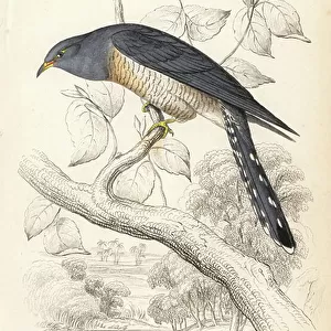 Cuckoos Collection: African Cuckoo