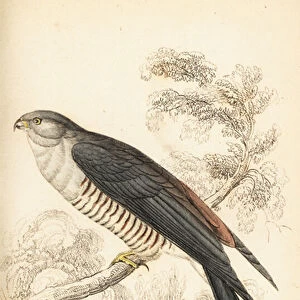 Accipitridae Collection: African Cuckoo Hawk