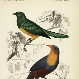 Cuckoos Collection: African Emerald Cuckoo