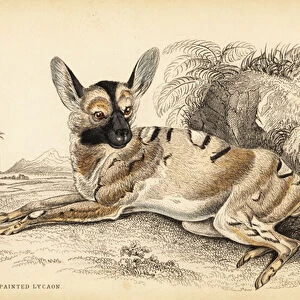 African wild dog, Lycaon pictus, endangered