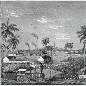Agriculture. Sugar making. Sugar cane plantation in Cuba. Engraving in: Grands hommes et grands faits de l'industrie, France, c. 1880 (engraving)
