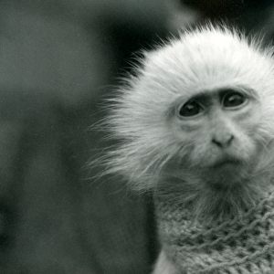 An albino Old World Monkey, genus Ceropithecus, wearing a sweater at London Zoo in July