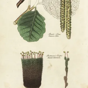 Alder (aune) and moss variete - Common alder tree, Betula alnus, and frizzled bartramia, Bartramia crispa. Handcoloured copperplate engraving after Sydenham Edwards from John Mason Goods Pantologia, a New Encyclopedia, G. Kearsley, London, 1813