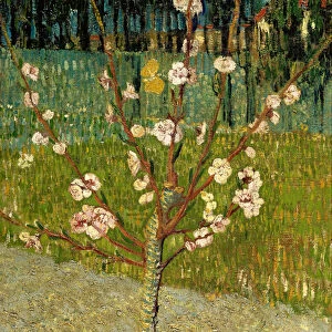 Almond Tree in Blossom, 1888 (oil on canvas)