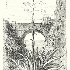 Aloes (engraving)