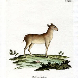 Moschidae Collection: Alpine Musk Deer