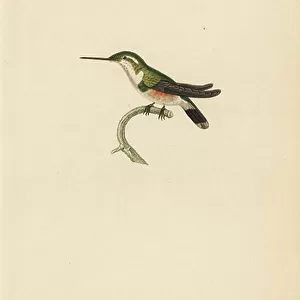 Hummingbirds Collection: Amethyst Woodstar