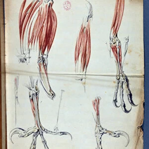 Anatomy d une pate d Aigle published in "Memoires pour servir a l