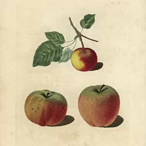Apple varieties, Malus domestica: Pomme d'Api, Padly's Pippin and Bigg's Nonsuch. Handcoloured stipple engraving of an illustration by George Brookshaw from his own " Pomona Britannica, " London, Longman, Hurst, etc. 1817