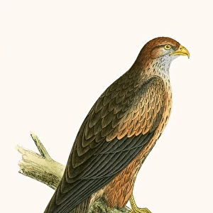 Arabian Kite, illustration from A History of the Birds of Europe Not Observed in the British Isles by Charles Robert Bree (1811-86), published 1867 (colour litho)