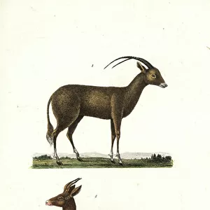 Cervidae Collection: Javan Deer