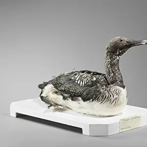 Loons Collection: Black Throated Loon