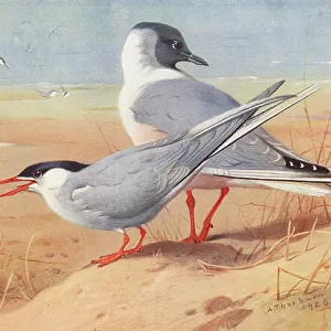 Charadriiformes Collection: Bonapartes Gull
