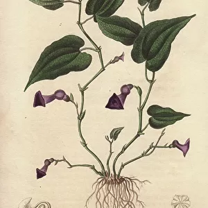 Aristoloche (Aristolochia serpentaria) - Strong water by William Clarke to illustrate " Medical Botanical, Description of the Medicinal Plants of London, Edinburgh and Dublin" by John Stephenson and James Morss Churchill