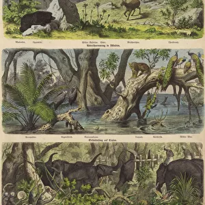 Asia: mountain animals and plants; flooding in eastern India; catching elephants in Ceylon (coloured engraving)