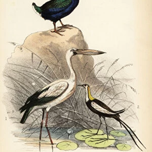 Storks Collection: Asian Openbill