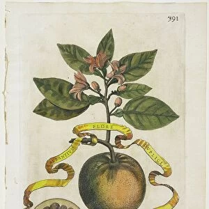 Aurantium Flore Duplici, from Hesperides, 1646 (coloured engraving)