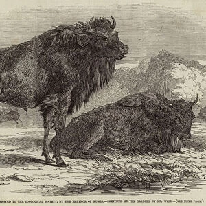 The Aurochs presented to the Zoological Society, by the Emperor of Russia (engraving)