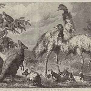 Australian Birds and Animals presented by the Duke of Edinburgh to the Prince of Wales (engraving)