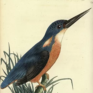Kingfishers Collection: Azure Kingfisher