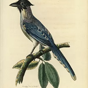 Crows And Jays Collection: Azure Winged Magpie