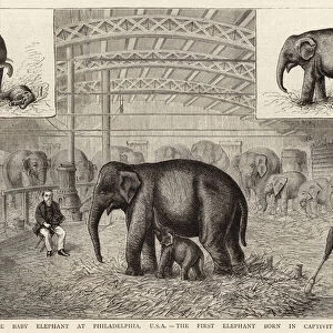 The Baby Elephant at Philadelphia, USA, the First Elephant Born in Captivity (engraving)