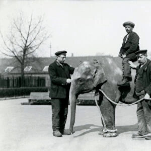 An baby Indian Elephant with Keepers A. Church and H. Robertson at London Zoo