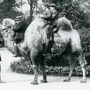 A Bactrian Camel ride at London Zoo, c. 1913 (b / w photo)
