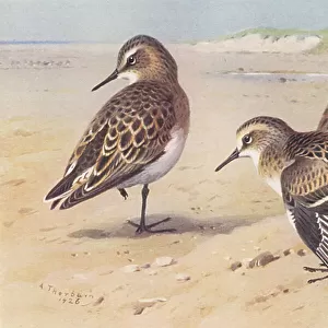 Sandpipers Collection: Bairds Sandpiper