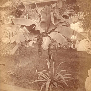 Banana Tree, Pennsylvania Centennial Exhibition, 1876 (silver albumen print)