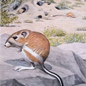 Heteromyidae Collection: Banner-tailed Kangaroo Rat