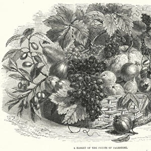 A Basket of the Fruits of Palestine (engraving)