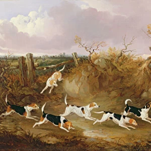 Beagles in Full Cry, 1845 (oil on canvas)