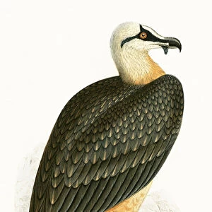 Bearded Vulture, illustration from A History of the Birds of Europe Not Observed in the British Isles by Charles Robert Bree (1811-86), published 1867 (colour litho)