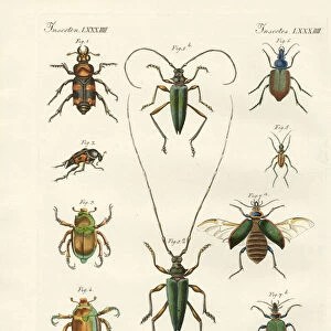 Beetles Collection: American Burying Beetle