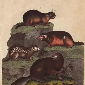 Sciuridae Collection: Bobak Marmot