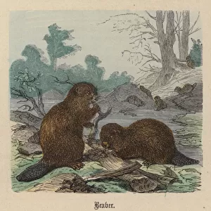 Beaver (coloured engraving)