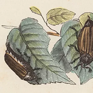Beetles on leaves (coloured engraving)