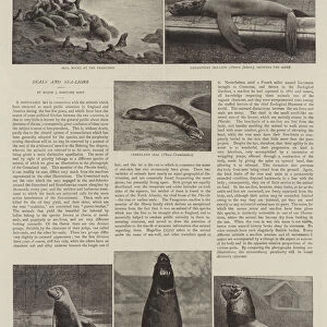 The Behring Sea Fisheries Dispute, Seals and Sea-Lions (b / w photo)