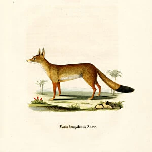 Bengal Fox (coloured engraving)