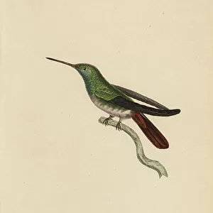 Hummingbirds Collection: Berylline Hummingbird