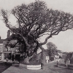 Bexhill-on-Sea, The Old Walnut Tree (b / w photo)