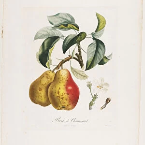 Bezi de Chaumontel (Pears), from Traite des Arbres Fruitiers