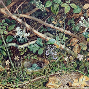 A Birds Nest among Brambles, Honeysuckle and Undergrowth, 1858 (w / c)