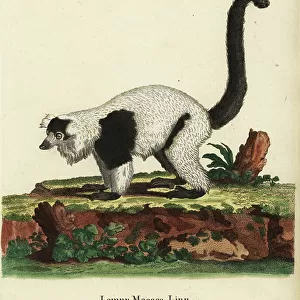 Lemuridae Collection: Black-and-white Ruffed Lemur