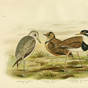 Black-Breasted Plover, 1891 (colour litho)