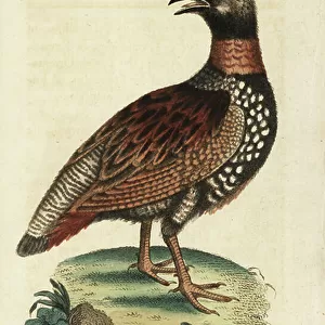 Phasianidae Collection: Black Francolin