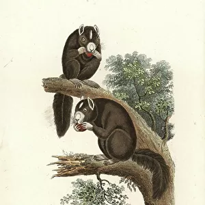 Sciuridae Collection: Black Giant Squirrel